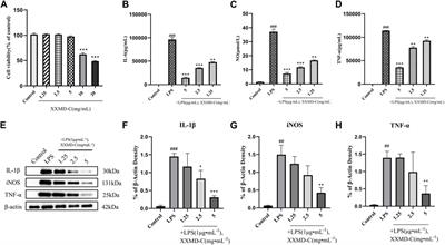 Xiaoxuming decoction cutting formula reduces LPS-stimulated inflammation in BV-2 cells by regulating miR-9-5p in microglia exosomes